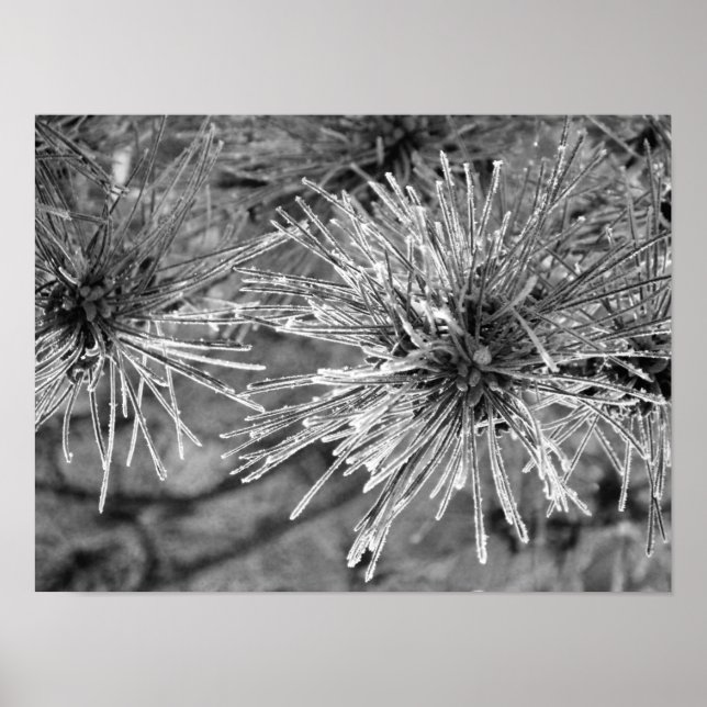 Frost Covered Gräs Nål Poster (Framsidan)
