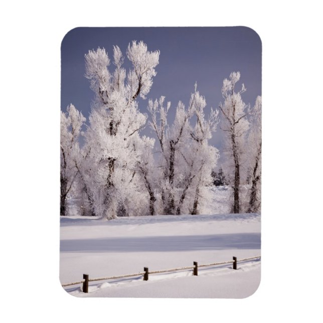 Frost Covered Träd and Fence, Colorado Magnet (Vertikal)