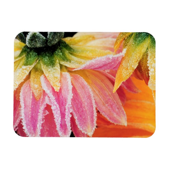 Frost på de sista höstblommorna - Dalhia - Magnet (Horisontell)