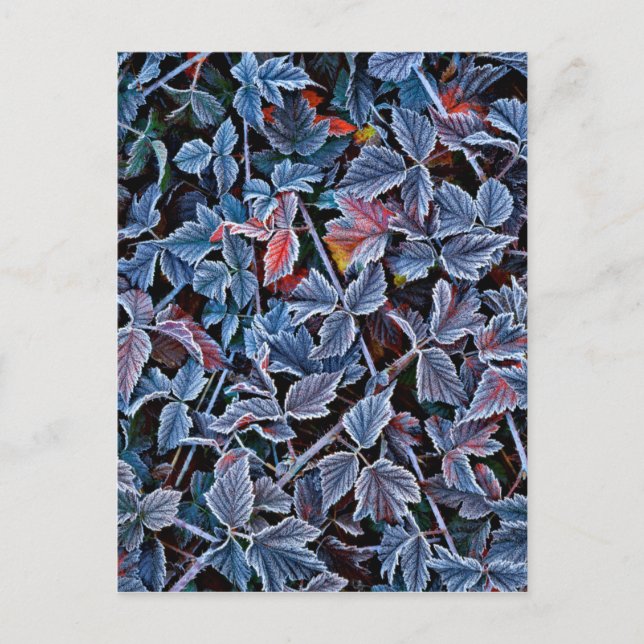 Frost på höst löv, Oregon Vykort (Framsida)