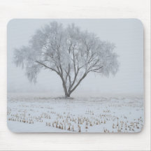 Frost på Lonely Träd