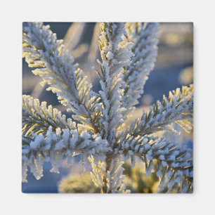 Frost på städsegrön träd, Homer, Alaska Magnet