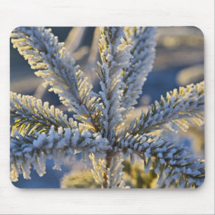 Frost på städsegrön träd, Homer, Alaska Musmatta