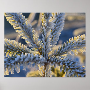 Frost på städsegrön träd, Homer, Alaska Poster