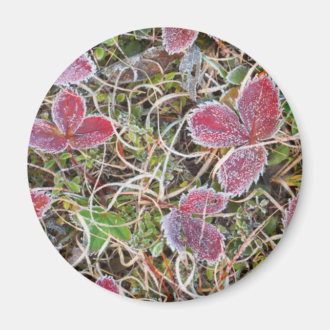 Frost täckt löv, Kanada Magnet (Framsidan)