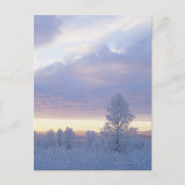 Frost-täckt skog vykort (Framsida)