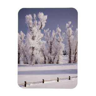 Frost täckt träd och staket, Colorado Magnet