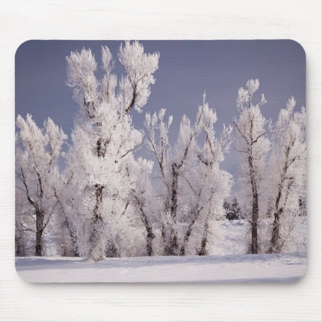 Frost täckt träd och staket, Colorado Musmatta (Framsidan)
