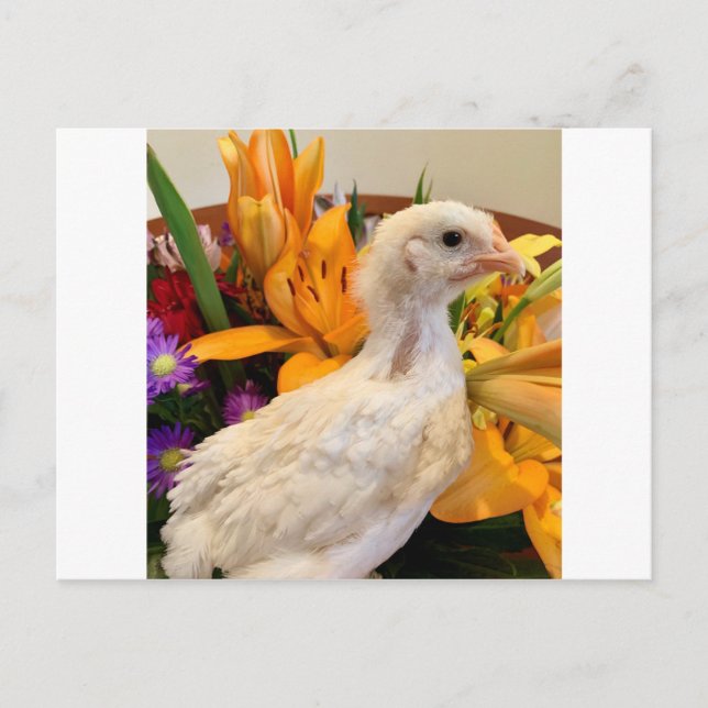 frost, vit baljstav vykort (Framsida)