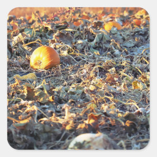 Frostad Pumpkin Patch Fyrkantigt Klistermärke