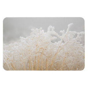 Frostade vintergräs magnet