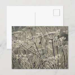 Frostat Umbellifers Vykort
