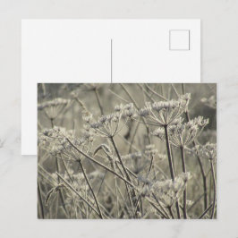 Frostat Umbellifers Vykort