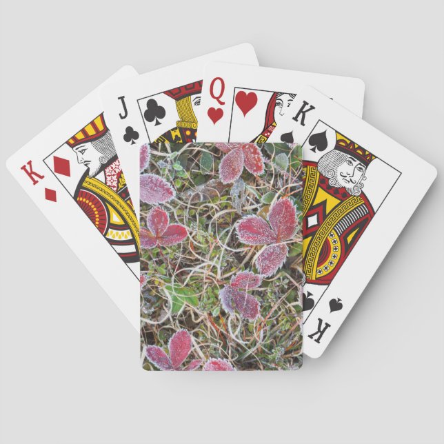 Frostbelagda blad, Kanada Casinokort (Baksidan)