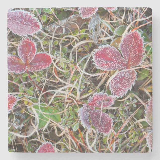 Frostbelagda blad, Kanada Stenunderlägg (Framsidan)