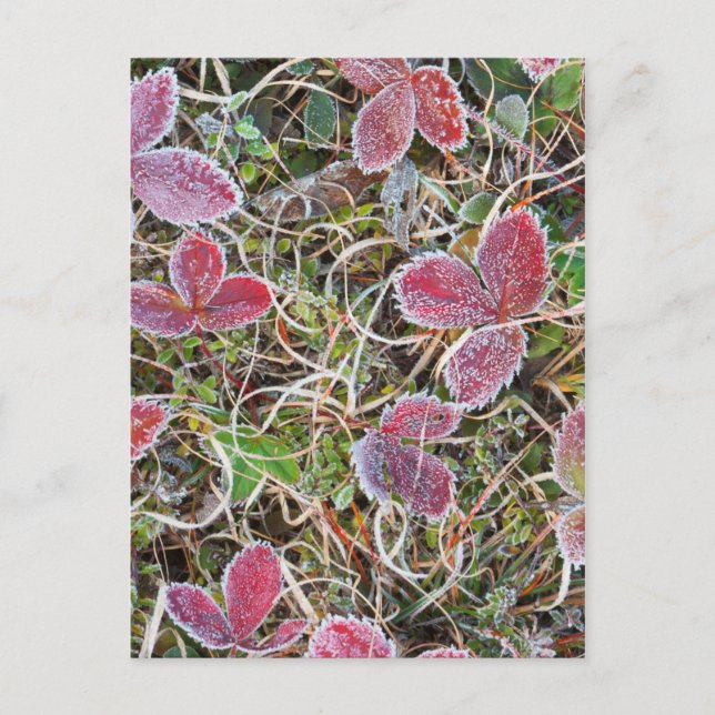 Frostbelagda blad, Kanada Vykort (Framsida)