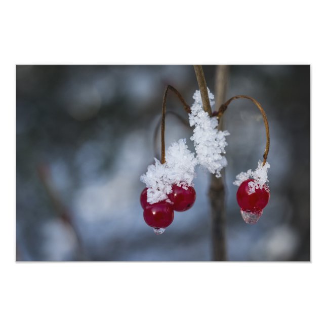 Frosted Berries Fototryck (Framsidan)