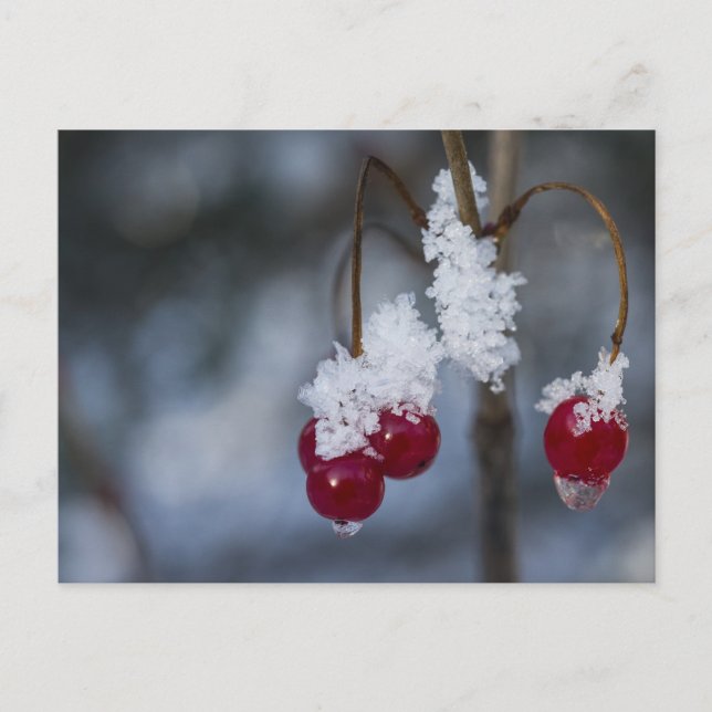 Frosted Berries Vykort (Framsida)