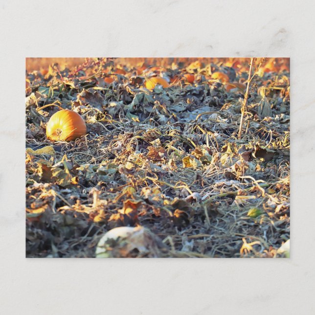 Frosted Pumpkin Patch Vykort (Framsida)