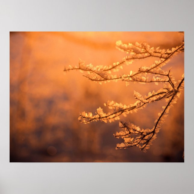 Frostflingor med morgonsoluppgången poster (Framsidan)