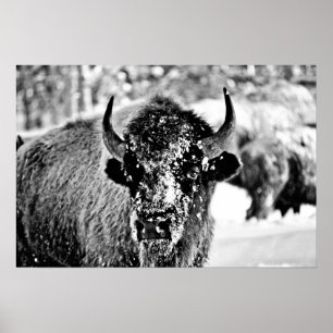 Frostig Yellowstone Bison Poster