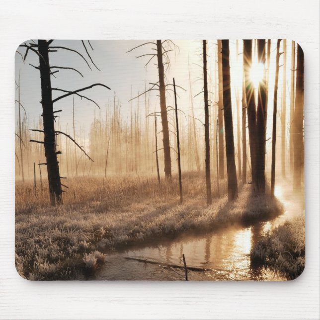 Frostig Yellowstone morgon Musmatta (Framsidan)