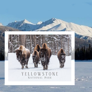 Frostiga bison på snöig väg, Yellowstone NP, WY Vykort