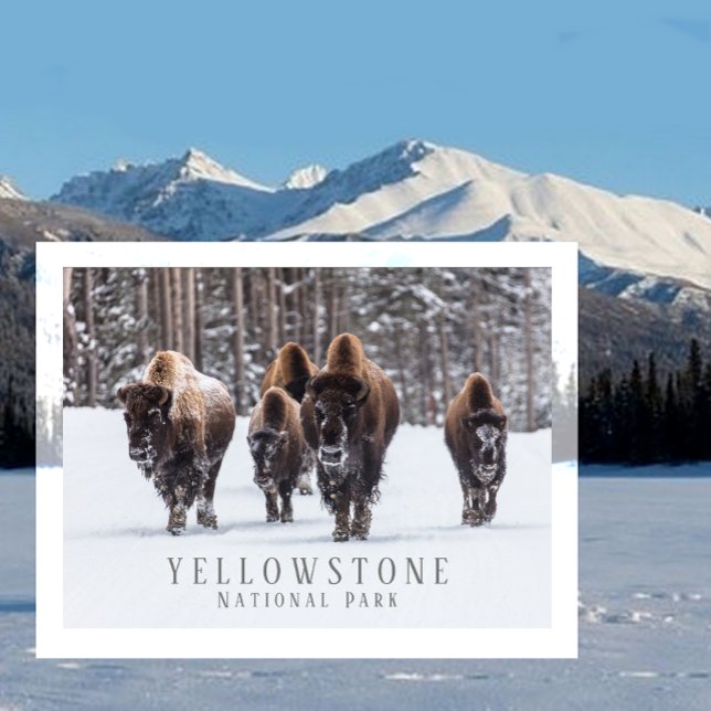 Frostiga bison på snöig väg, Yellowstone NP, WY Vykort (Skapare uppladdad)