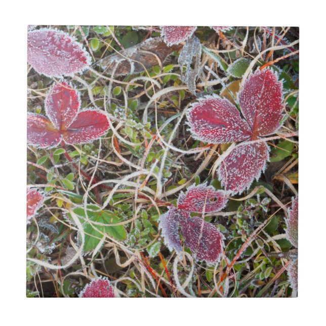 Frostiga blad, Kanada Kakelplatta (Framsidan)