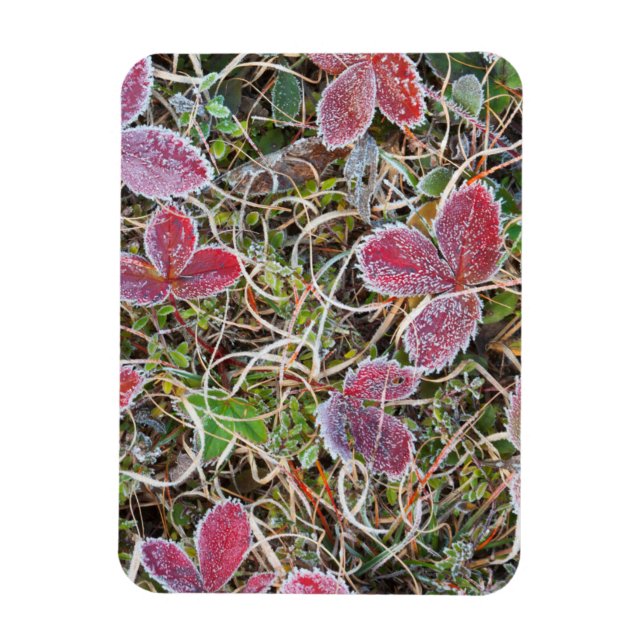 Frostiga blad, Kanada Magnet (Vertikal)