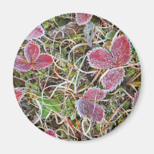 Frostiga blad, Kanada Magnet