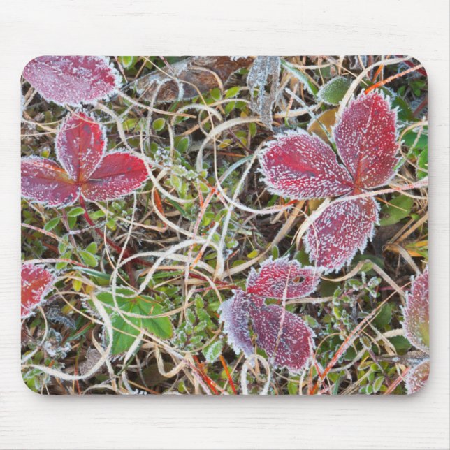 Frostiga blad, Kanada Musmatta (Framsidan)
