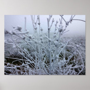 Frostiga växter Vinterlandskap Poster