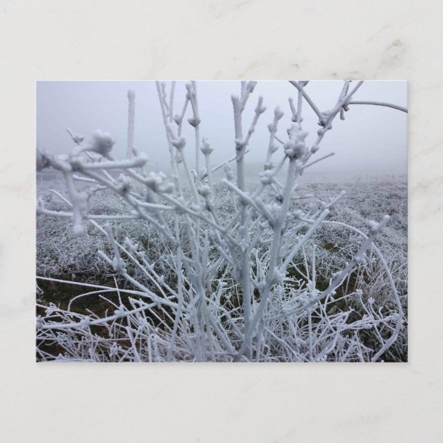 Frostiga växter Vinterlandskap Vykort (Framsida)