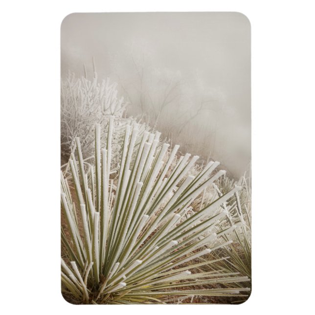 Frosttäckt Yucca på vintern Magnet (Vertikal)
