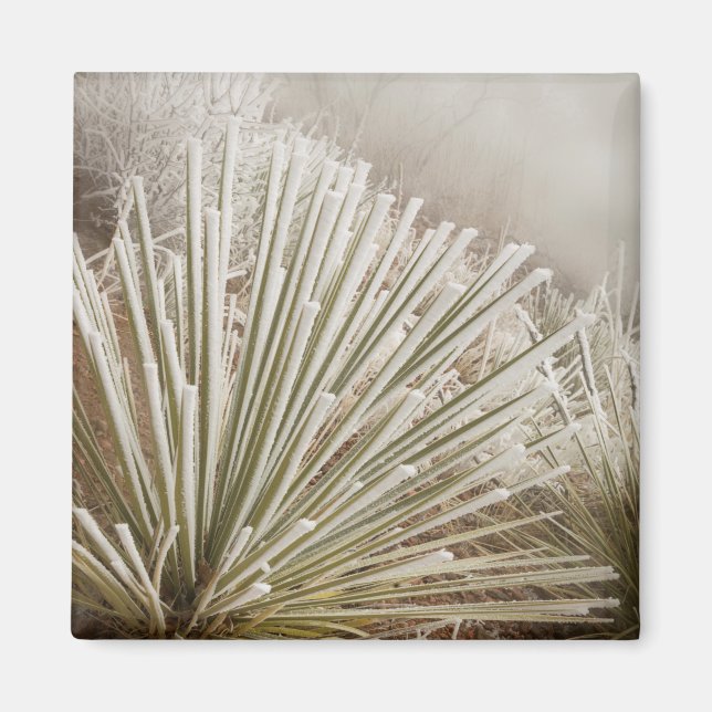 Frosttäckt Yucca på vintern Magnet (Framsidan)