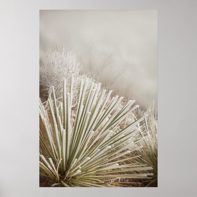 Frosttäckt Yucca på vintern Poster (Framsidan)