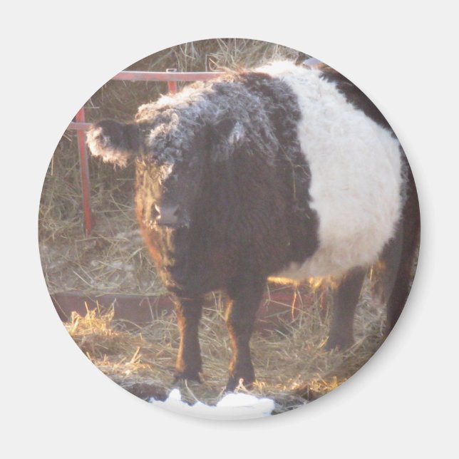 Frosty Belted Galloway Cow Magnet (Framsidan)