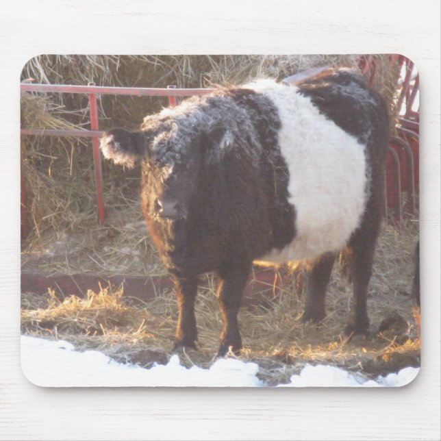 Frosty Belted Galloway Cow Musmatta (Framsidan)