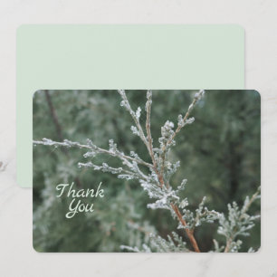 Frosty Evergreen God Jul Nature Photo Tack Kort