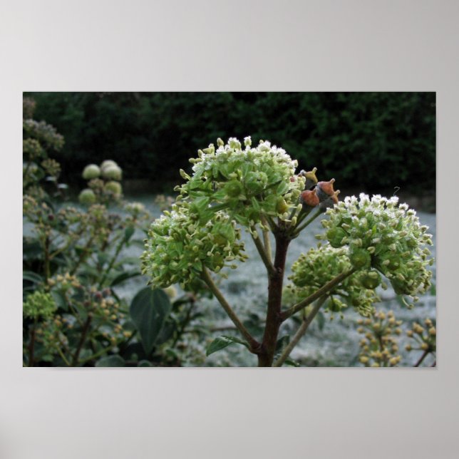 Frosty Foliage Poster (Framsidan)