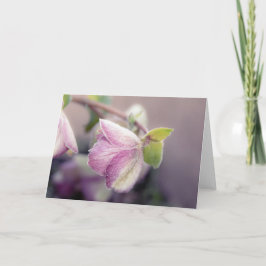 Frosty Helleborus Note Kort