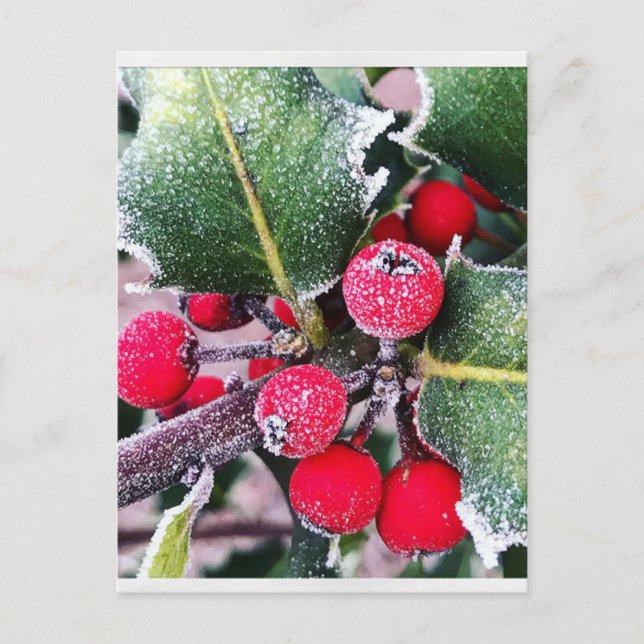 Frosty Holly Vykort (Framsida)