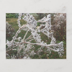 Frosty Morgon Garden Vykort