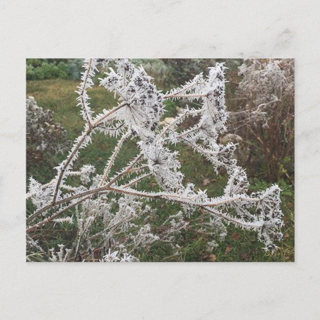 Frosty Morgon Garden Vykort (Framsida)