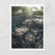 Frosty Morgon i Cheshire-vykort