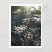 Frosty Morgon i Cheshire-vykort