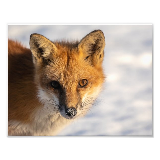 Frosty Nose Fox Photo Print Fototryck (Framsidan)