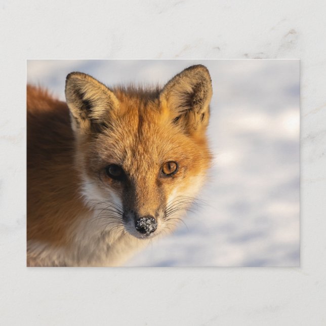 Frosty Nose Fox Vykort (Framsida)