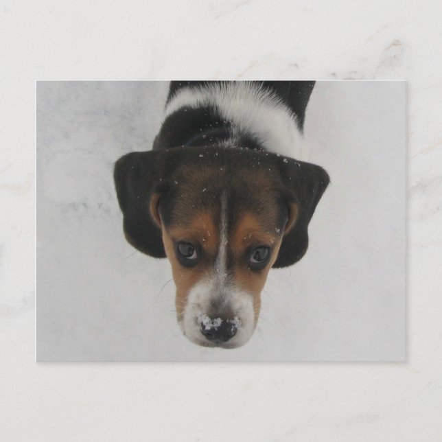 Frosty Nose Vykort (Framsida)